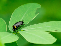 Hemithyrsocera palliata