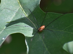 Leiobunum nigropalpi