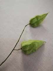 Koelreuteria paniculata
