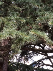 Cedrus libani
