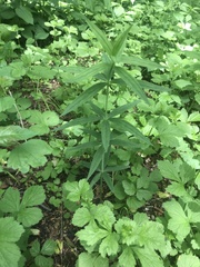 Lilium philadelphicum