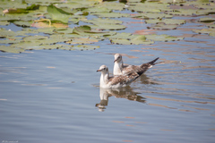 Chroicocephalus ridibundus