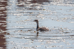 Podiceps auritus