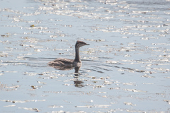 Podiceps auritus