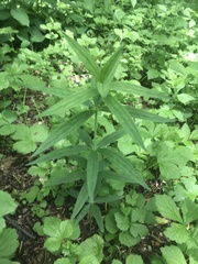 Lilium philadelphicum