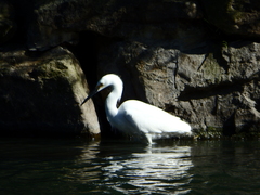 Egretta thula