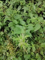 Urtica dioica