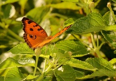 Junonia almana javana