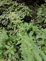 Urtica dioica