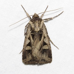 Feltia subgothica