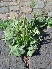 Plantago major