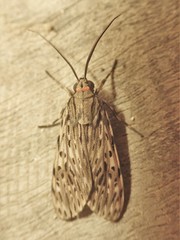 Eucereon erythrolepsis