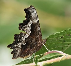 Polygonia gracilis gracilis
