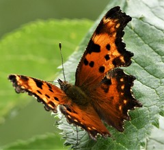 Polygonia gracilis gracilis