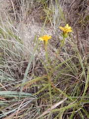 Dysodiopsis tagetoides
