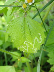 Phytomyza syngenesiae group