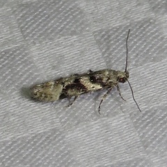 Coleotechnites atrupictella