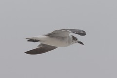Leucophaeus atricilla megalopterus