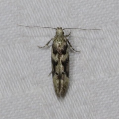 Coleotechnites atrupictella