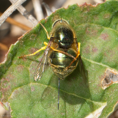 Eulonchus smaragdinus