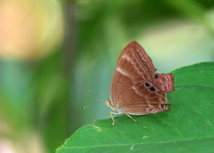 Abisara