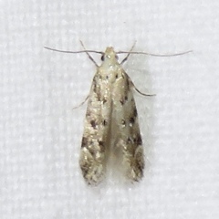 Coleotechnites coniferella