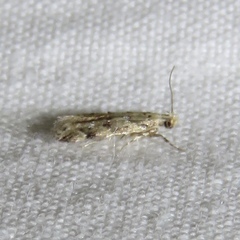 Coleotechnites coniferella