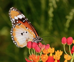 Danaus chrysippus chrysippus