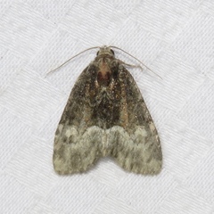 Neoligia subjuncta