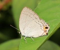 Tajuria cippus maxentius