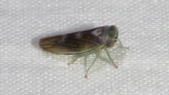 Populicerus