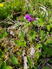 Primula frigida