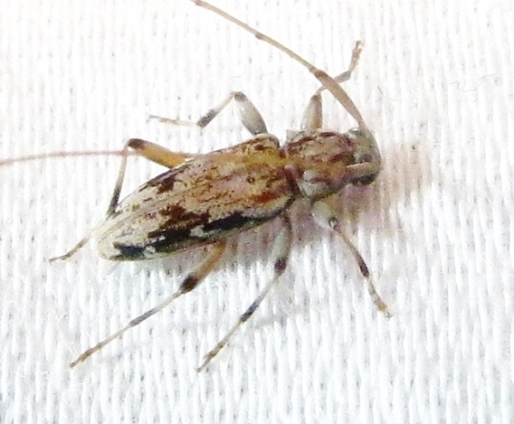 Lepturges angulatus