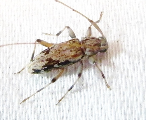 Lepturges angulatus