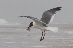 Leucophaeus atricilla megalopterus