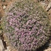Hormathophylla spinosa - Photo (c) pfaucher,  זכויות יוצרים חלקיות (CC BY-NC), הועלה על ידי pfaucher