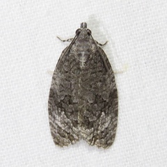 Apotomis removana