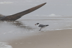 Leucophaeus atricilla megalopterus