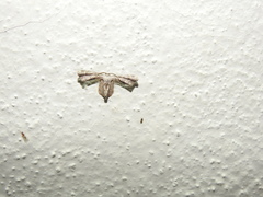 Calledapteryx dryopterata