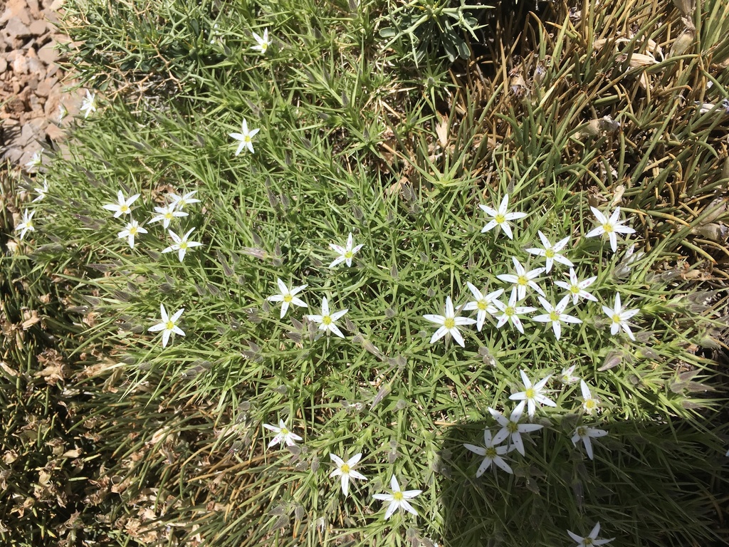 Arenaria pungens