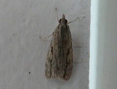 Eudonia bisinualis