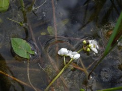 Sagittaria cuneata