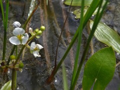 Sagittaria cuneata