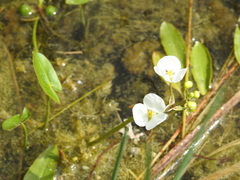 Sagittaria cuneata