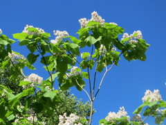 Catalpa bignonioides