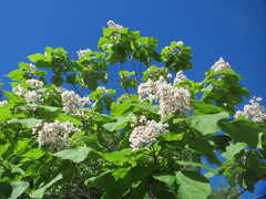 Catalpa bignonioides