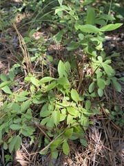 Vaccinium tenellum