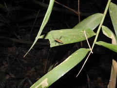 Acanthocephalini