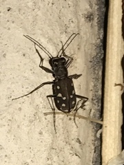 Cicindela sedecimpunctata