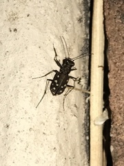 Cicindela sedecimpunctata